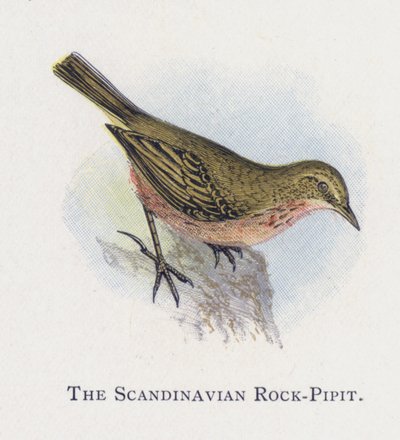The Scandinavian Rock-Pipit by Alexander Francis Lydon